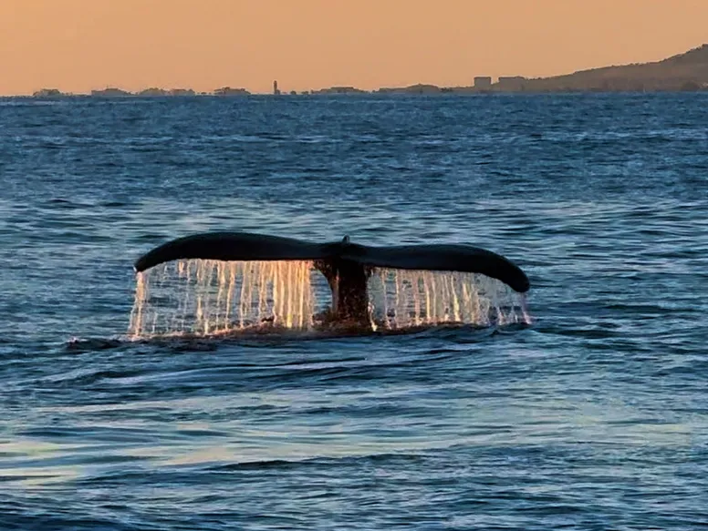 Whale tail near boat